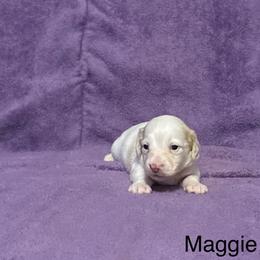 Maggie - Cream female Dachshund puppy in Poteau, Oklahoma from Lady Maye Dachshund's