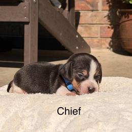 Chief - Black tan and white male Beagle puppy in Mansfield, Missouri from Rippee Creek Kennel
