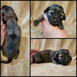 Shaded Cream - Cream male Dachshund puppy in Panama City Fl, Florida from Southern Bliss Doxies