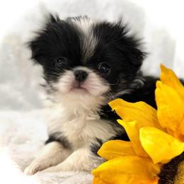 Kenji - Black and white male Japanese Chin puppy in Davisville, Missouri from Uniquely Yours, Shelly’s Japanese Chins