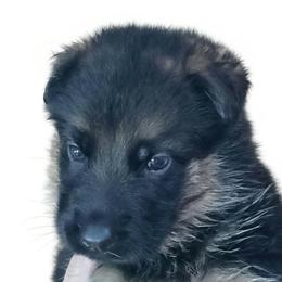 Boy 3 - Black and red male German Shepherd puppy in Rockfield, Kentucky from Cheveyo German Shepherds