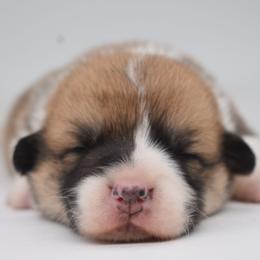 Koda (red standard coat male) - Red male Pembroke Welsh Corgi puppy in San Antonio, Texas from Moxxi's Legacy Corgis