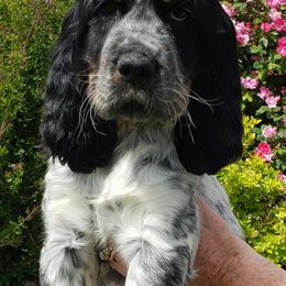 English Springer Spaniels from Majestic English Springer Spaniels