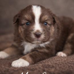Girl red Tri 2 - Red tri female Miniature Australian Shepherd puppy in Danville, Alabama from A&L Farms