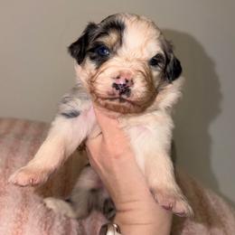 Pastel - Blue merle female Australian Shepherd puppy in Anniston, Alabama from All Hale Aussies