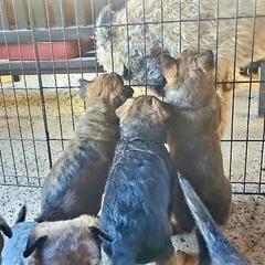 Belgian Laekenois Puppies from Cal Curly Coats Belgian Laekenois