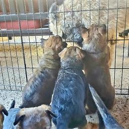 Belgian Laekenois Puppies from Cal Curly Coats Belgian Laekenois