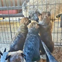 Belgian Laekenois Puppies from Cal Curly Coats Belgian Laekenois