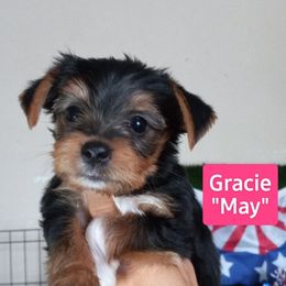 Shih Tzu and Yorkshire Terrier Puppies from Thorntons Fur Crew