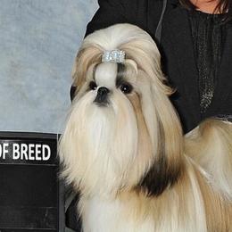 Shih Tzus from Jin Lu Shih Tzu