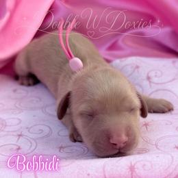 Bobbidi - Cream female Dachshund puppy in Alto, Texas from Double W Doxies