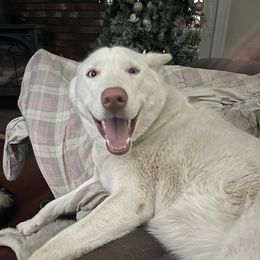 Alaska - Siberian Husky