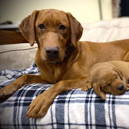 Labrador Retriever Puppies from Gochee Labs