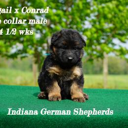 Blue collar long coat - Black and red German Shepherd puppy in Chrisney, Indiana from Indiana German Shepherds