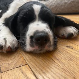 English Springer Spaniel Puppies from Duality English Springer Spaniels