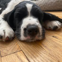 English Springer Spaniel Puppies from Duality English Springer Spaniels