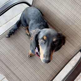 Steely - Dachshund
