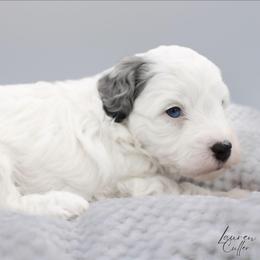 Nerd - White male Havapoo puppy in Hendersonville, North Carolina from Grayfinn House