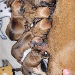 Blueprint K2 Litter - Red male Dachshund puppy in Mountain Grove, Missouri from Blueprint K9 Dachshunds- www.BlueprintK9.com