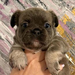 Anastasia (Stacy) - Blue female French Bulldog puppy in Chesnee, South Carolina from Michael & Raisa