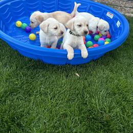 Labrador Retriever Puppies from Luvable AZ Labs