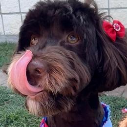 Olivia - Goldendoodle