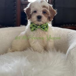 Cavapoo and Maltipoo Puppies from McCraws N Paws
