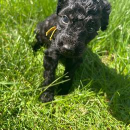 Hermes - Black male Poodle puppy in Little Compton, Rhode Island from Shippee’s Standards