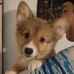AKC blue - Sable male Pembroke Welsh Corgi puppy in Summerfield, Florida from Promise Land Farm