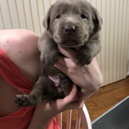 Labrador Retriever Puppies from KMC Gun Dogs