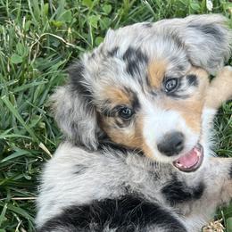 Aussiedoodles, Australian Mountain Doodles, Bernedoodles, and Poodles from Pear Tree Pups