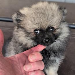 Zoro - Cream sable male Pomeranian puppy in Scio, Oregon from Mac Daddy Poms