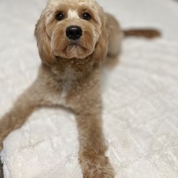 Goldendoodle All Grown Up from Maryland Designer Doodles