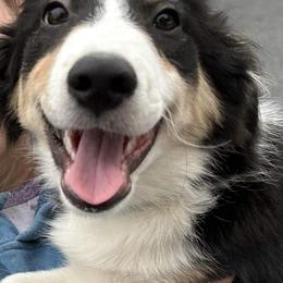 Border Collie Puppies from Cahill’s Canines