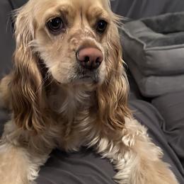 Peaches - Cocker Spaniel