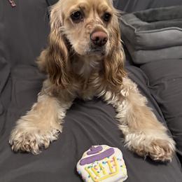 Peaches - Cocker Spaniel