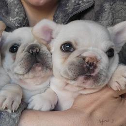 French Bulldogs from Highlands Frenchies