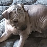 Vineyardview Lupita - Gray Xoloitzcuintli puppy in Cornville, Arizona from Vineyardview Toy Xoloitzcuintle