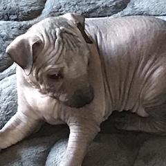 Vineyardview Lupita - Gray Xoloitzcuintli puppy in Cornville, Arizona from Vineyardview Toy Xoloitzcuintle