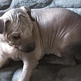 Vineyardview Lupita - Gray Xoloitzcuintli puppy in Cornville, Arizona from Vineyardview Toy Xoloitzcuintle