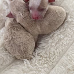 Rome - Apricot male Maltipoo puppy in Fredericktown, Missouri from Doodle Pups Fur-Ever