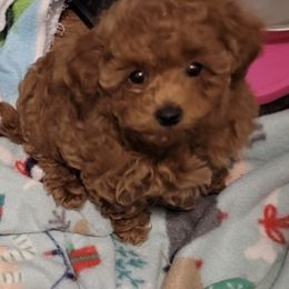 Maltipoo Puppies from William Archibald