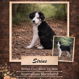 Sirius - Black tri-color male Australian Shepherd puppy in Citra, Florida from AEW Farm