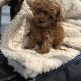 Cavapoo, Cockapoo, and Poodle Puppies from Heavenly Puppies to Love