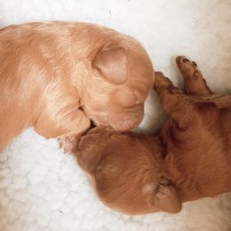 Cavachon, Cavalier King Charles Spaniel, and Cavapoo Puppies from Comfort Cavs