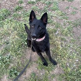 Draven - German Shepherd