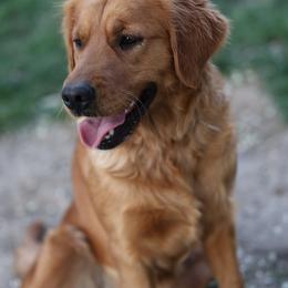 Cashmere - Golden Retriever