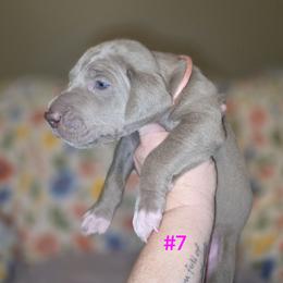 Great Dane Puppies from Heartfelt Danes