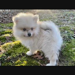 Pomeranian Puppies from Whippoorwill Pomeranians