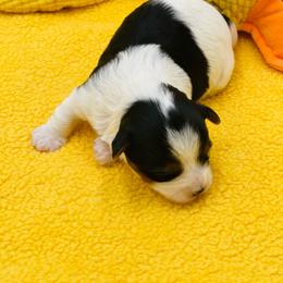 Kash - Black tan and white male Biewer Terrier puppy in Douglas, Georgia from Heartland small breeds